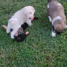Labradoodle Puppies from Pawpaws Doodles