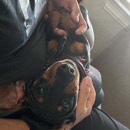 Tiny Tim - Black and tan Dachshund puppy in Seminole, Texas from Stewart’s Dachshunds