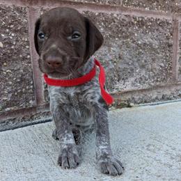 Girl 5 - female German Shorthaired Pointer puppy in Potosi, Wisconsin from Point and Flush Gun Dogs