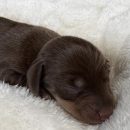 Boy 2 - male Dachshund puppy in Wallingford, Kentucky from Hensley Homestead Dachshunds