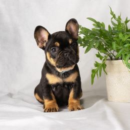 French Bulldog and Pug Puppies from FurEver Canine