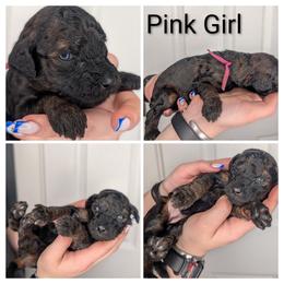 Pink (rare AGOUTI color) - Brown female Whoodle puppy in Kalispell, Montana from Countryman Whoodles