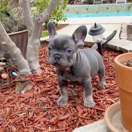 French Bulldog Puppies from House of Imports Frenchies