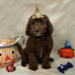 Athena - Red female Aussiedoodle puppy in Colonial Beach, Virginia from Bristol Mine Kennels