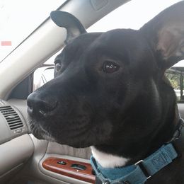 Scarlett - American Staffordshire Terrier