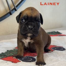 Lainey - Fawn female Boxer puppy in Cicero, New York from MK Boxer Haven of CNY