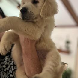 Light Blue - Light golden male Golden Retriever puppy in Denison, Texas from Blair Family Goldens