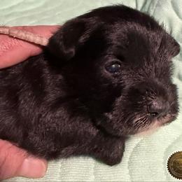 Chloe - Black female Miniature Schnauzer puppy in Frankford, Delaware from Miniature Schnauzers of Delmarva