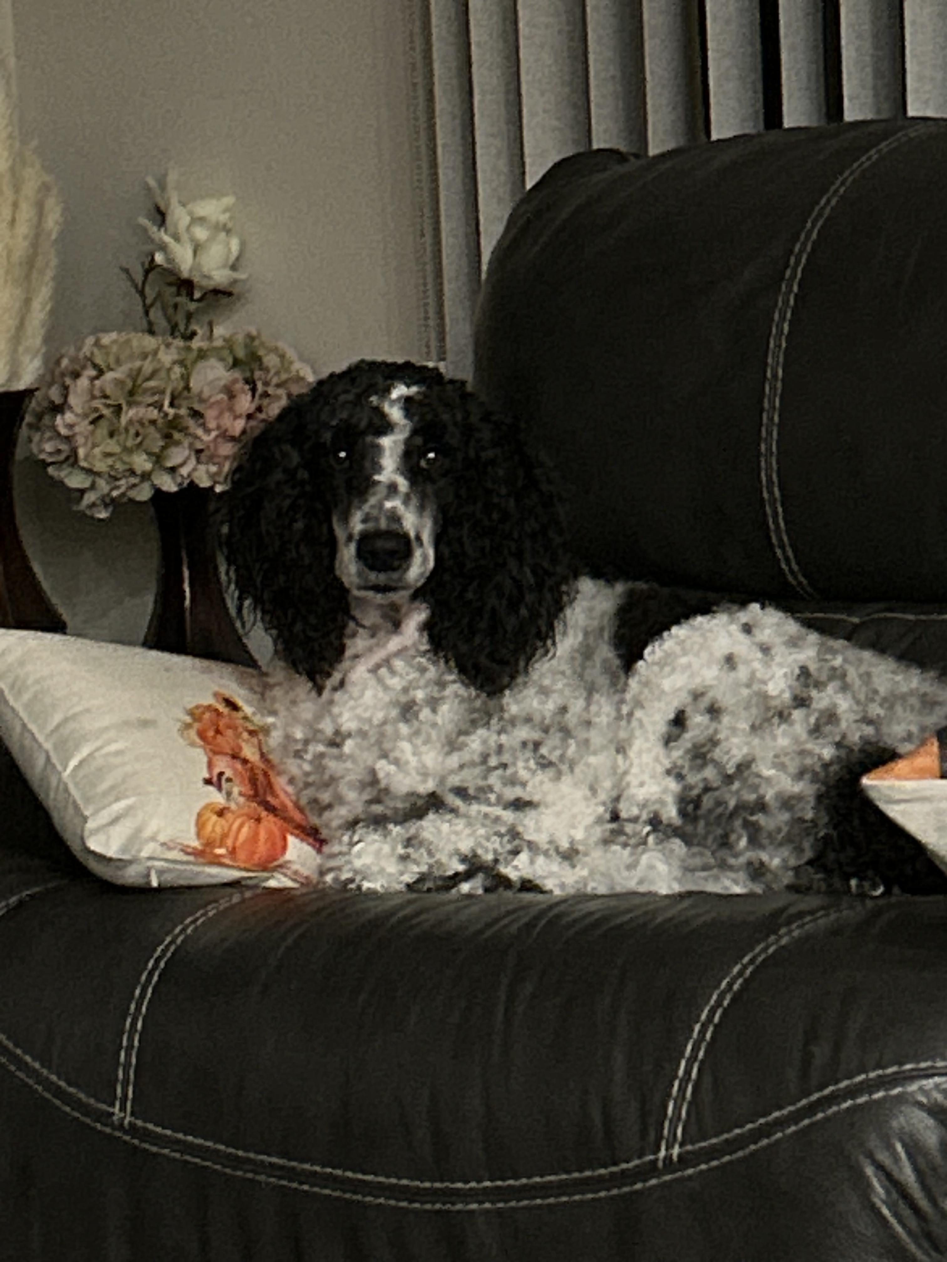 Ellie