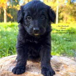 Belle Starr (Mini Size) - White and black female Bordoodle puppy in Mulino, Oregon from Korbella Farm