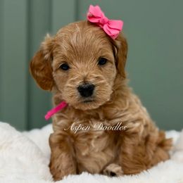 Pink collar MERRY - Apricot female Goldendoodle puppy in Salem, Utah from Aspen Doodles