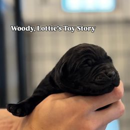 Woody - Black male Labrador Retriever puppy in Owosso, Michigan from Bennington Retrievers