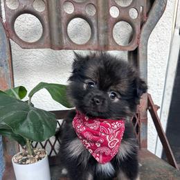 Tux - Black parti male Pomeranian puppy in Costa Mesa, California from Wheresmil0