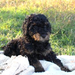 Salem- Male- AKC Mini Poodle- Stokesdale, NC - Phantom male Poodle puppy in Stokesdale, North Carolina from His and Hers Poodles and Doodles
