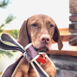 Ripley - Vizsla