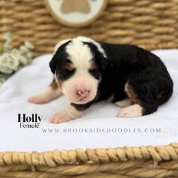 Holly - Tri-color female Bernedoodle puppy in Murrieta, California from Brookside Bernedoodles