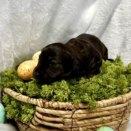 Boy 1 - Cream Dachshund puppy in Park City, Montana from One Pickle Dog
