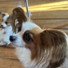 Marley - Papillon