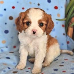 Abbie - Blenheim female Cavalier King Charles Spaniel puppy in San Jose, California from Alpine Meadows Cavaliers