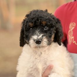 Noel - Parti female Poodle puppy in Grimsley, Tennessee from Above Standard Poodles