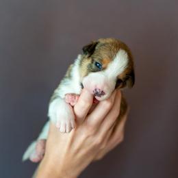 Border Collie, Papillon, Sporty Mix, and Whippet Puppies from Old Hemp Border Collies / Open Horizon Sport Dogs