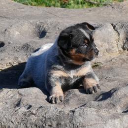 Promise - Blue mottled female Australian Cattle Dog puppy in Buffalo Valley, Tennessee from Buffalo Valley Breeders
