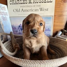 Blue - Golden male Golden Retriever puppy in Leadore, Idaho from Gunsight Goldens