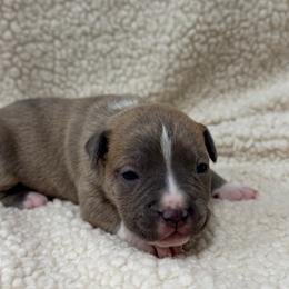 Boy 4 - Blue brindle male American Pit Bull Terrier puppy in Nine Mile Falls, Washington from Bartin Kennels