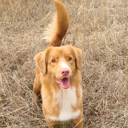 SadieBelle - Nova Scotia Duck Tolling Retriever