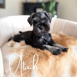Utah AKC - Salt and pepper male Miniature Schnauzer puppy in Victorville, California from West Coast Royal Miniature Schnauzer