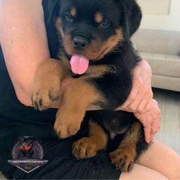 Rottweiler Puppies from Von Der Hing Rottweilers