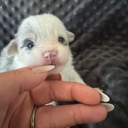 Popcorn - Blue merle and white male American Corgi puppy in Paradise, Texas from Bar S Corgis