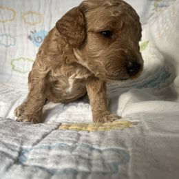 Goldendoodle Puppies from Cassie Farms