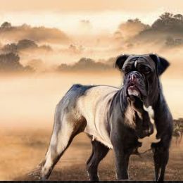 Arpia - Bulldog