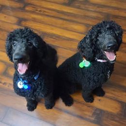 Poodles from Lyon Luxury Poodles