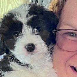 Aussiedoodles, Australian Shepherds, Dachshunds, and Miniature Australian Shepherds from Bline’s Awesome Aussies at the Bline Family Farm