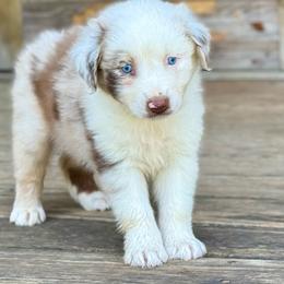 Briggs Moore - Red merle male Australian Shepherd puppy in Statesville, North Carolina from Charming Australian Shepherds