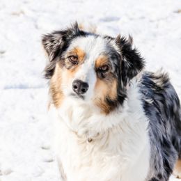 Macy - Australian Shepherd