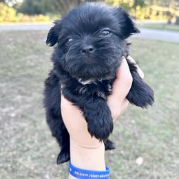 Girl 1 - Black and white female Shih Tzu puppy in Lufkin, Texas from Shih Tzu Knots