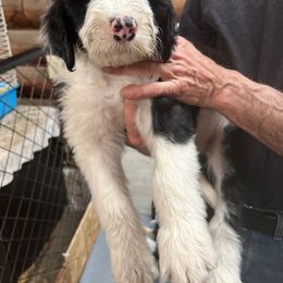Buddy ❤️ - Black and white Sheepadoodle puppy in Eleva, Wisconsin from Molly’s Doodles