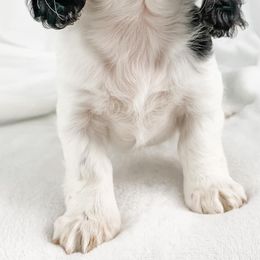 Dachshund, Great Dane, and Yorkshire Terrier Puppies from WZ Kennels