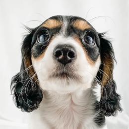 Dachshund, Great Dane, and Yorkshire Terrier Puppies from WZ Kennels