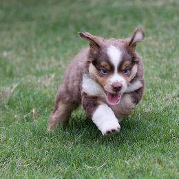 Miniature American Shepherd Puppies from RayneMaker Miniature American Shepherds