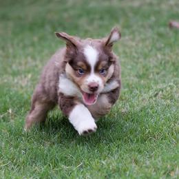Miniature American Shepherd Puppies from RayneMaker Miniature American Shepherds