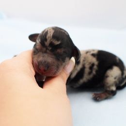 AKC Jason - Dapple male Dachshund puppy in Christiansburg, Virginia from Little Legs Luxury Dachshunds