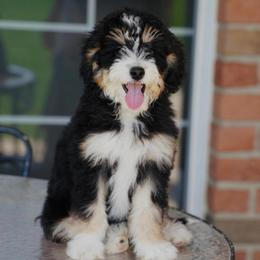 Iggy (socialization program grad) - Tri-color female Bernedoodle puppy in Dundee, Ohio from Down Home Doodle
