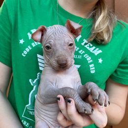 Oat-y - Chocolate male American Hairless Terrier puppy in Sacramento, California from Gold Rush Kennels