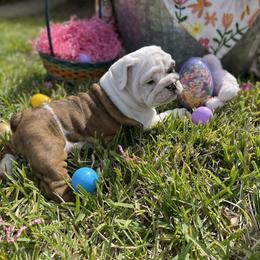 Bulldog Puppies from Semper Fi Bulldogs