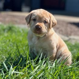 Girl 4 - Yellow Labrador Retriever puppy in Independence, Oregon from Buena Vista Labradors