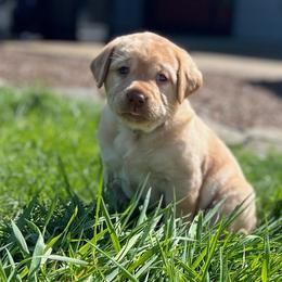 Girl 4 - Yellow Labrador Retriever puppy in Independence, Oregon from Buena Vista Labradors